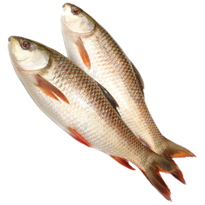 Rohu (1 KG)